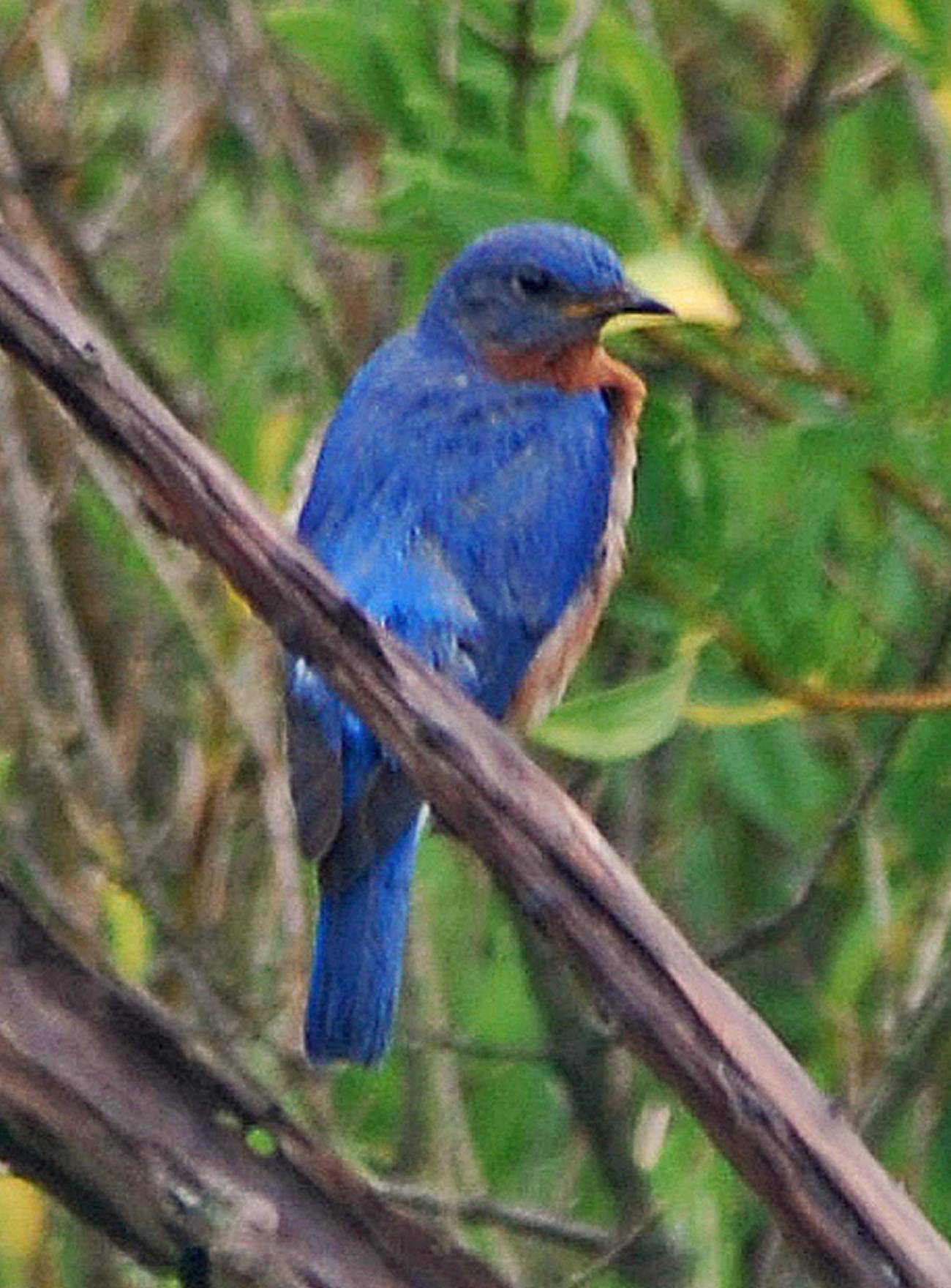 Bluebird male in the marsh 2007_05_17_134547 - Copy (2)